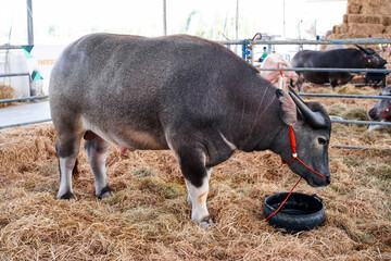 Kanchanaburi  Province,Thailand- 7th May 2025: A dwarf buffalo named Petchmongkol is on display at Kasetfair samburi festival,Kanchanaburi Province,Thailand.
