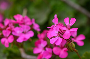 Fototapeta premium Soft Pink Geranium Blossoms in Golden Hour Light