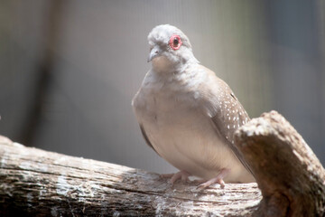 the diamond dove is perched on a branch