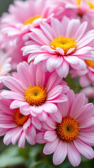 Fototapeta premium Beautiful pink daisy flowers close up floral photography spring bloom garden blossom nature wallpaper image