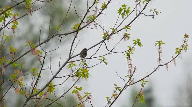 Male bluethroat Luscinia svecica with bright blue chest sings captivating courtship song on green branch. Bluethroat melody and appearance to attract a mate. Beauty of nature. Behavior of wild birds
