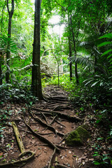 Roots of trees in tropical forest among trail route at Tham Than Lot Yai, Chaloem Rattanakosin National Park, Kanchanaburi Province,Thailand.Vertical.