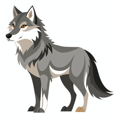 A gray and tan wolf with alert eyes stands in profile, looking over its shoulder with white background