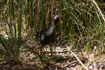 the dusky moorhen is walking through the bush