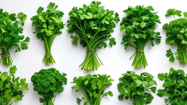 Fresh parsley arranged on a background.