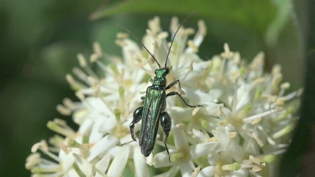 Thick-Legged Flower Beetle (Oedemera nobilis) male moving its antennae and legs before taking off. May, Kent, UK [Slow motion x10]
