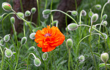 The poppy blooms in spring, in May, near the house