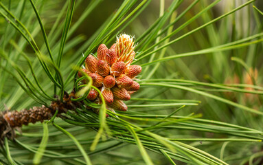 The photo shows male pine cones, which are another inflorescence that forms in spring on coniferous trees such as the Pinus sylvestris pine.
