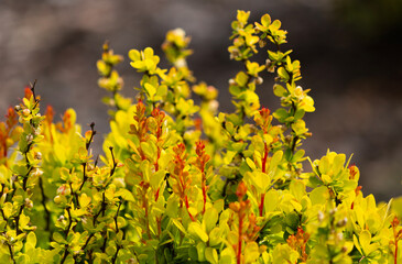 Close up yellow flowers of Japanese barberry, Thunberg's barberry, or red barberry (Berberis thunbergii) barberry family (Berberidaceae). Spring, April Netherlands.
