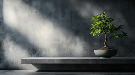 small bonsai tree placed on a flat, elevated surface. The background is dark and misty, creating a serene and minimalist atmosphere.