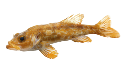 Realistic depiction of a vibrant orange fish swimming gracefully in clear water