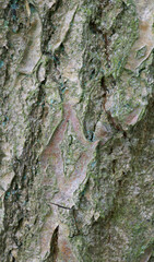 Beautiful close-up of quercus pontica