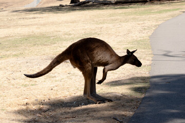 this is a side view of a kangaroo-island kangaroo
