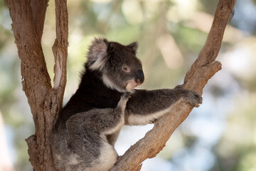 the koala is in the fork of a tree having a scratch