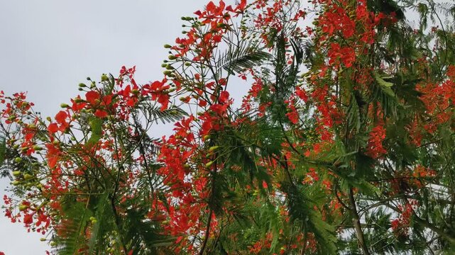 The red flowers of the Delonix Regia tree also know by different names such as Flame of the Forest are swaying by the wind with cloudy sky background.