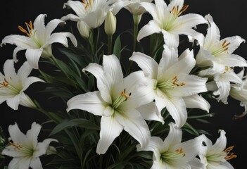 Fototapeta premium Elegant white lilies arranged on a dark background, blossom, element