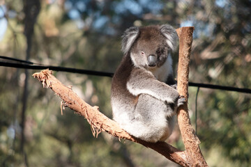 the koala is resting in the fork of a tree