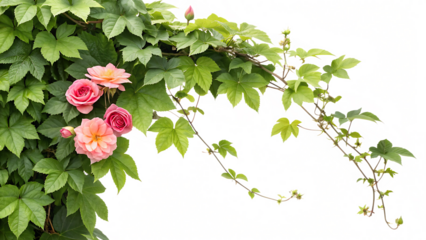 creeper with spring season flowers isolated on white background PNG.AI GENERATED	