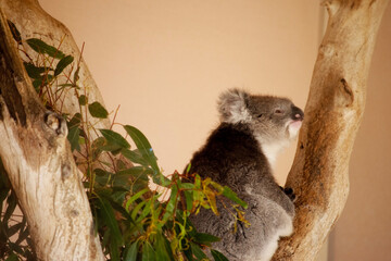 the koala is resting in the fork of a tree