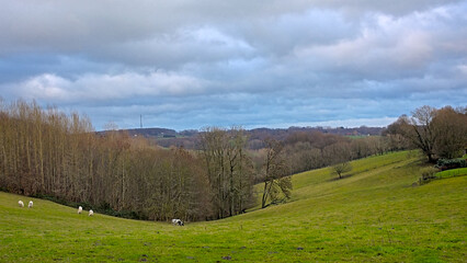 Obraz premium Valley with green meadows with grazing cows and bare winter forest under a cloudy sky in the fills of Flemish Ardennes. Brakel, Belgium 