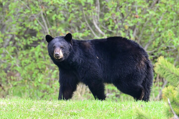 Obraz premium An adult Black Bear (Ursus americanus) walks cautiously near a wooded area in Alaska.