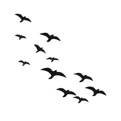 birds in flight
