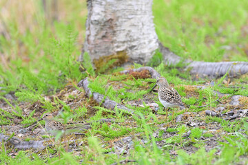 A pair of Pectoral Sandpipers (Calidris melanotos) blend in with their surroundings in Alaska's boreal forest.