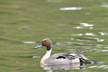 A Northern Pintail (Anas acuta) drake swims in an Alaska wetland.