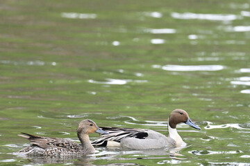 A pair of Northern Pintails (Anas acuta) swim in an Alaska wetland.