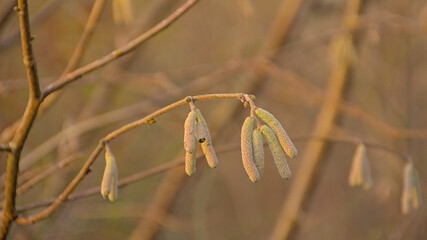 young common hazel catkins on a twig, selective focus on a bokeh background - Corylus avellana 
