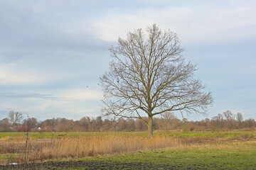 Sunny winter marsh landscape in Bourgoyen nature reserve, Ghent, Flanders, Belgium