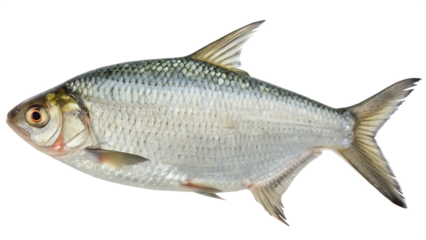 hilsa fish isolated on white background PNG. AI GENERATED 