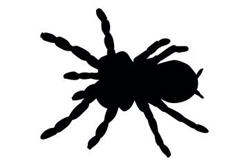 A stark black silhouette of a tarantula spider with its legs spread out against a clean white background