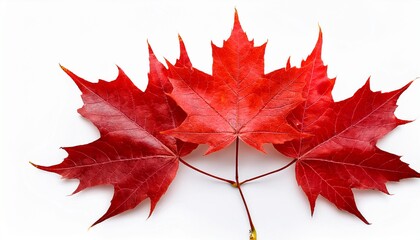 red sugar maple leaf isolated on transparent background generative ai