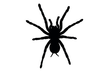 Vector art of Black spider silhouette isolated on white background