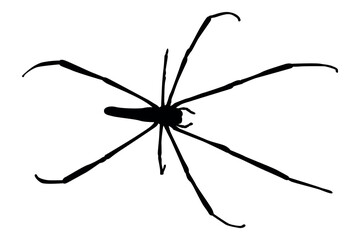 Vector art of Black silhouette of a spider with long legs isolated on transparent background