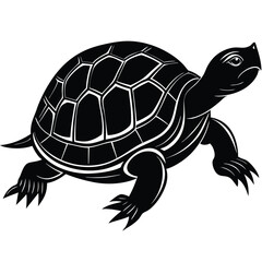 Majestic Black and White Turtle Illustration