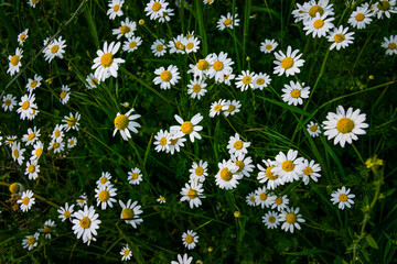 Fototapeta premium Wild Chamomile Flowers (Matricaria chamomilla) Blooming in Meadow – Medicinal Plant Macro
