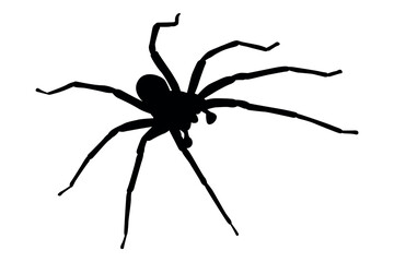 Vector art of Black spider silhouette isolated on white background