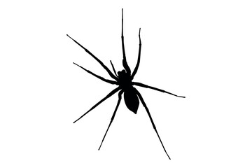 Vector art of Black spider silhouette isolated on white background