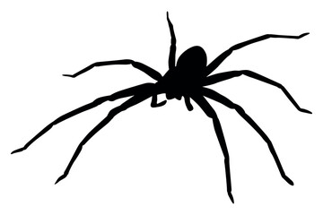 Vector art of Black spider silhouette isolated on white background