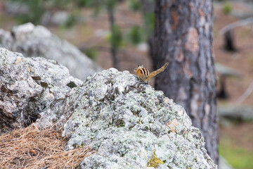 Chipmunk on a rock