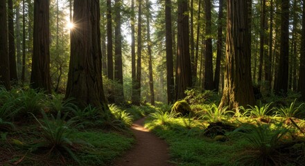 Fototapeta premium Redwood forest pathway at dawn