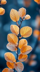 Obraz premium Close-Up Nature Plant Leaves In Forest Serene Atmosphere