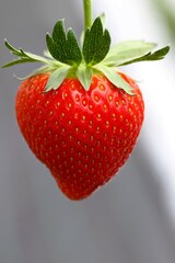 One large red strawberry.
