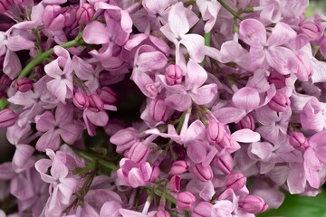 Lilac flowers from a close distance
