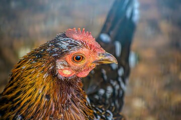 Colorful brown chicken close-up