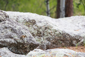 Chipmunk on a rock