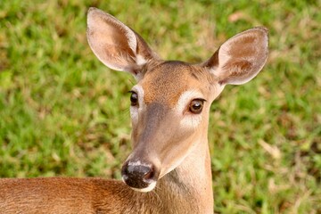 Deer