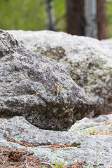 Chipmunk on a rock